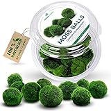 1-2 cm, 10 +1 (gratis) Stk. Mooskugeln für Aquarium Moos Aquarium Pflanzen Wasserpflanzen 100 Perz. echt Mooskugeln Aquarium Moosdeko Marimo Aquarium Moosball Aquarium Pflanzen aquarium mooskugel