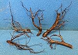 25-30 cm Moorkienwurzel Moorkienholz Garnelenbäumchen Wurzel
